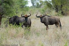 Gnus (10 von 22).jpg